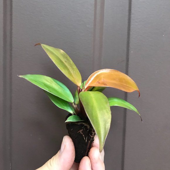 Philodendron McColley’s Finale